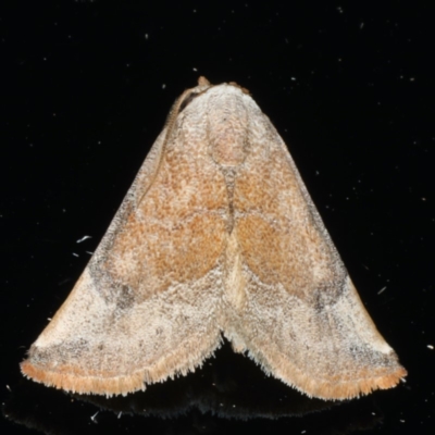 Mataeomera dubia