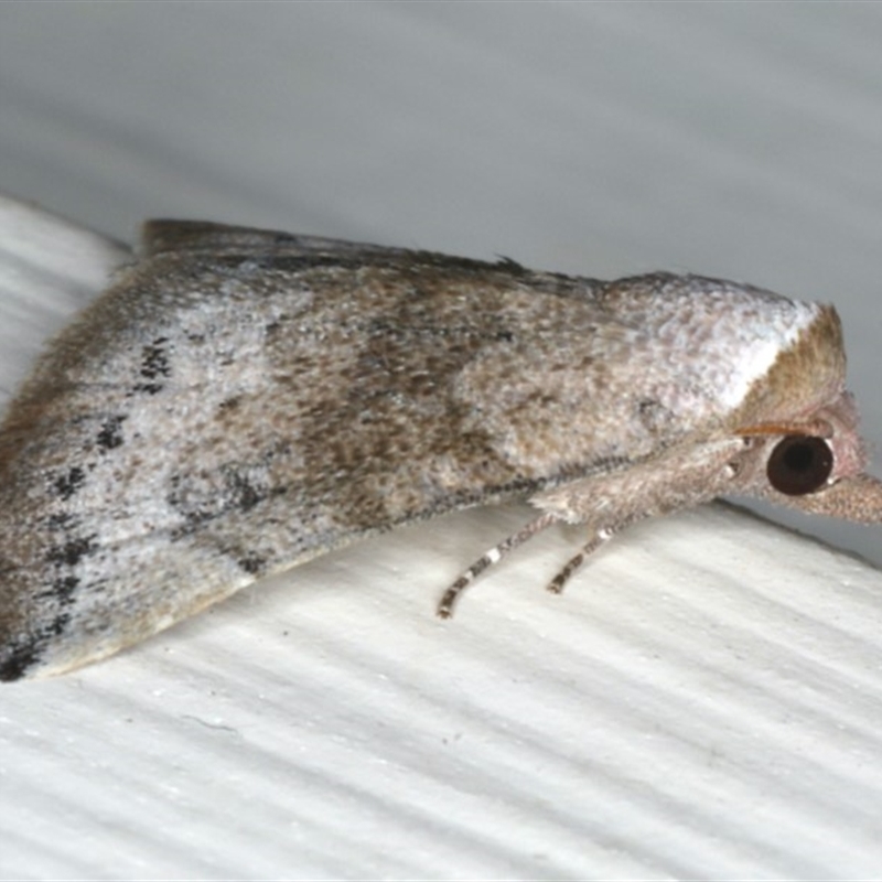 Mataeomera mesotaenia