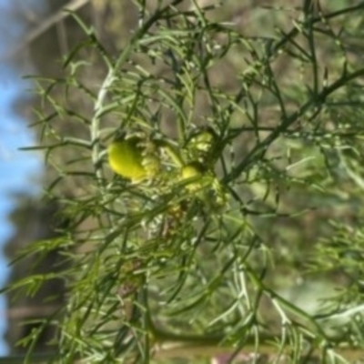 Matricaria chamomilla