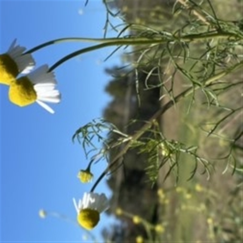 Matricaria chamomilla