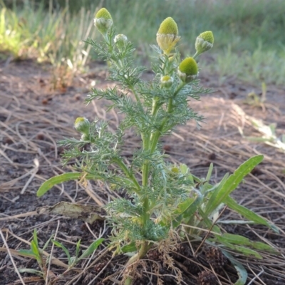 Matricaria discoidea