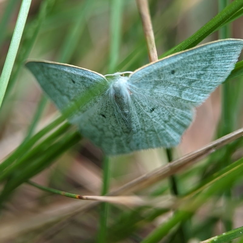 Maxates centrophylla