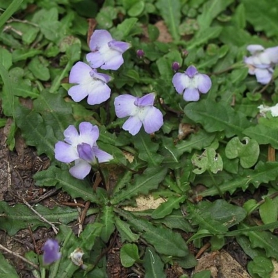 Mazus pumilio