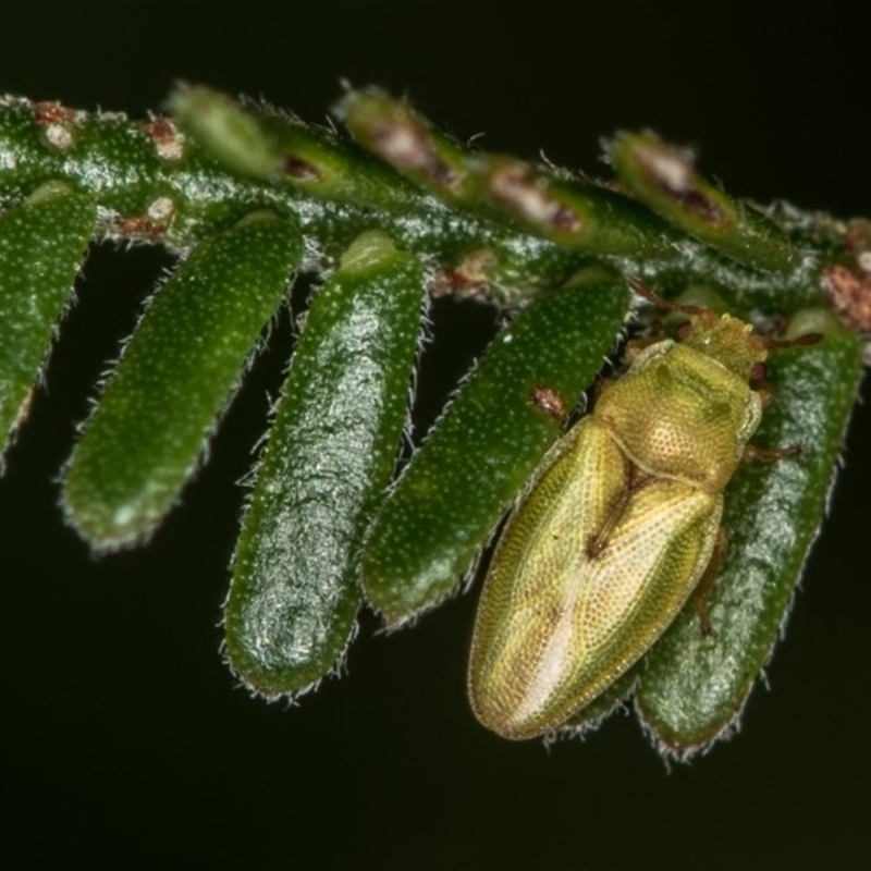 Mcateella sp. (genus)