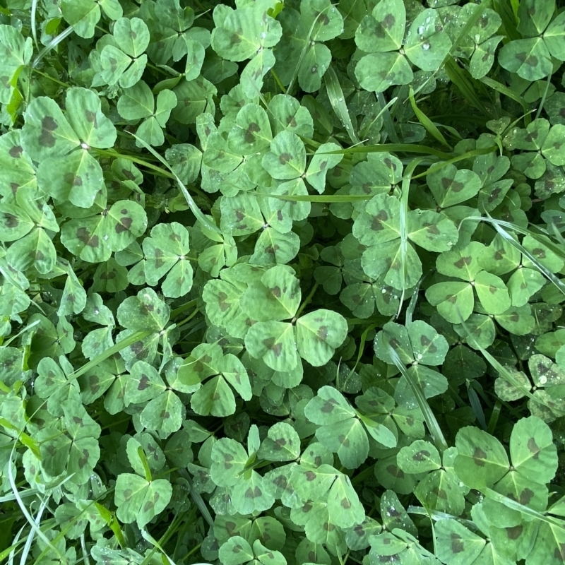 Medicago arabica