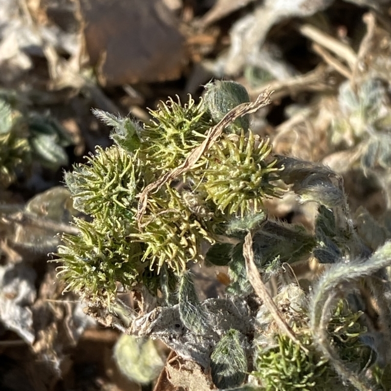 Medicago minima