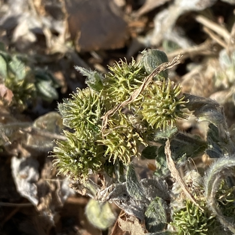 Medicago minima