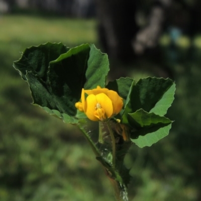 Medicago polymorpha