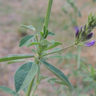 Medicago sativa