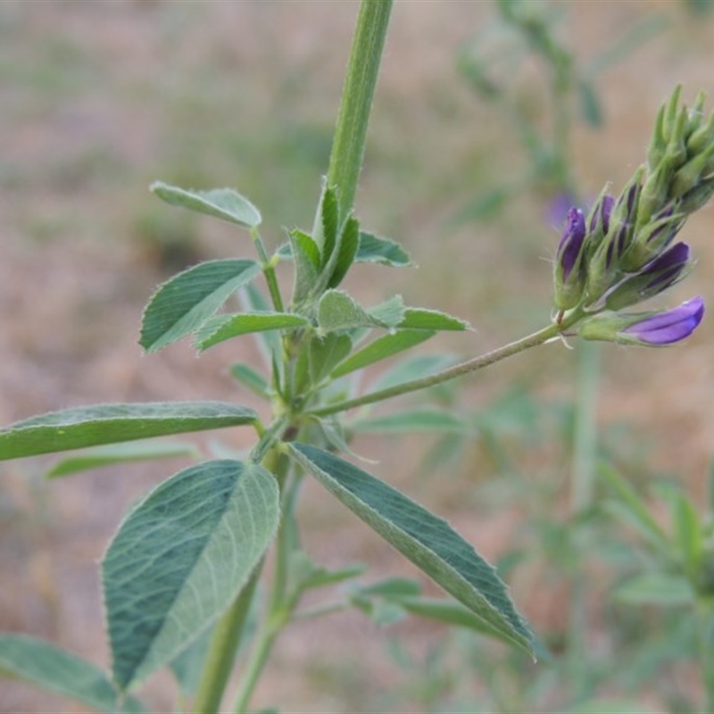 Medicago sativa