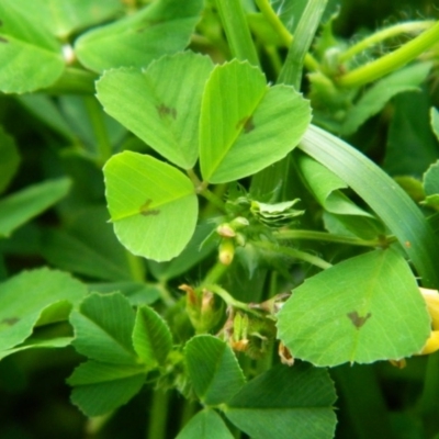 Medicago sp.