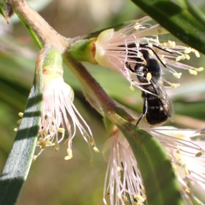 Megachile (Hackeriapis) canifrons