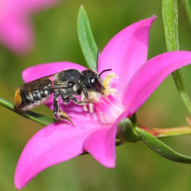 Megachile (Hackeriapis) oblonga