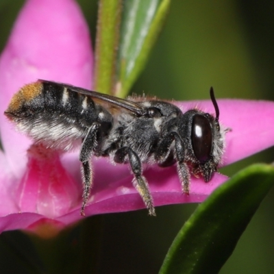 Megachile (Hackeriapis) tosticauda