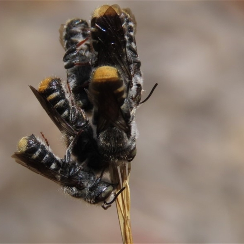 Megachile (Hackeriapis) tosticauda