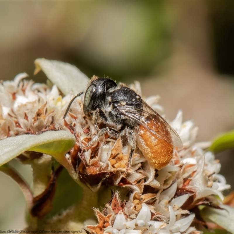 Megachile (Rhodomegachile) deanii