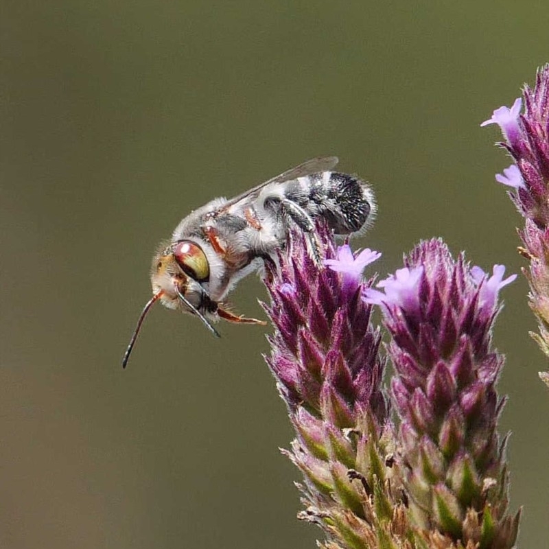 Megachile aurifrons