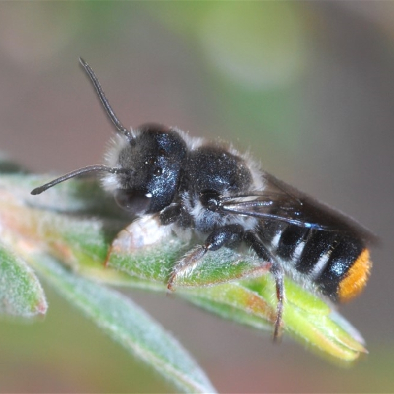 Megachile ferox