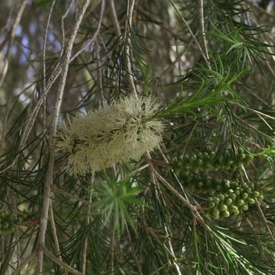 Melaleuca armillaris subsp. armillaris