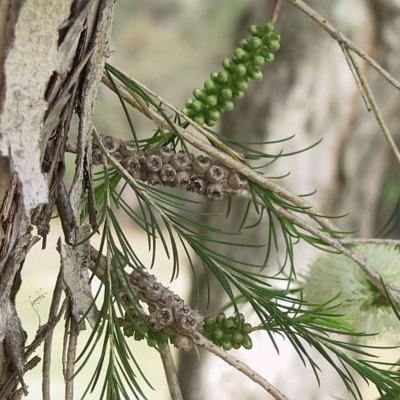 Melaleuca armillaris subsp. armillaris