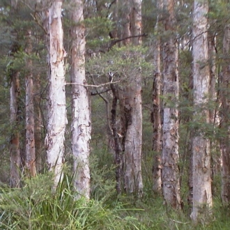 Jackie Miles, Jervis Bay area, papery bark