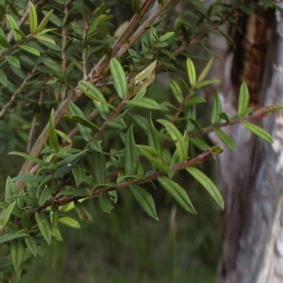 Melaleuca biconvexa