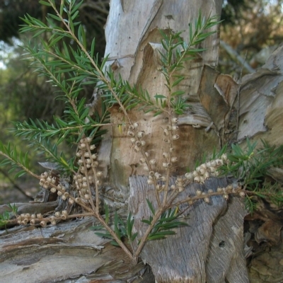 Melaleuca decora