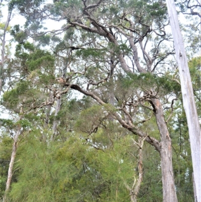 Melaleuca decora