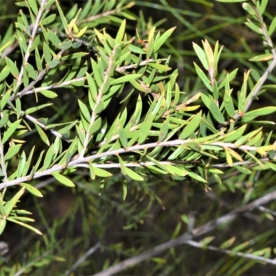 Melaleuca decora