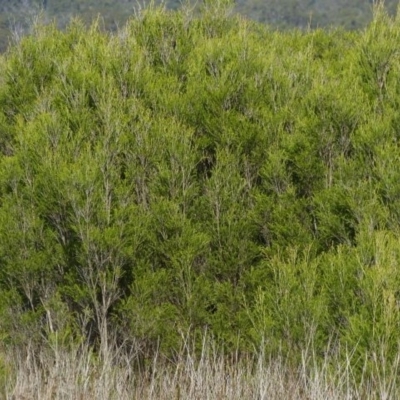 Melaleuca ericifolia