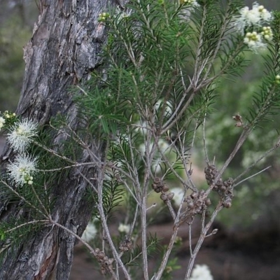 Melaleuca ericifolia