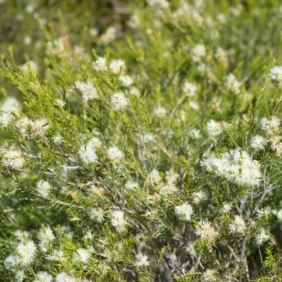 Melaleuca ericifolia