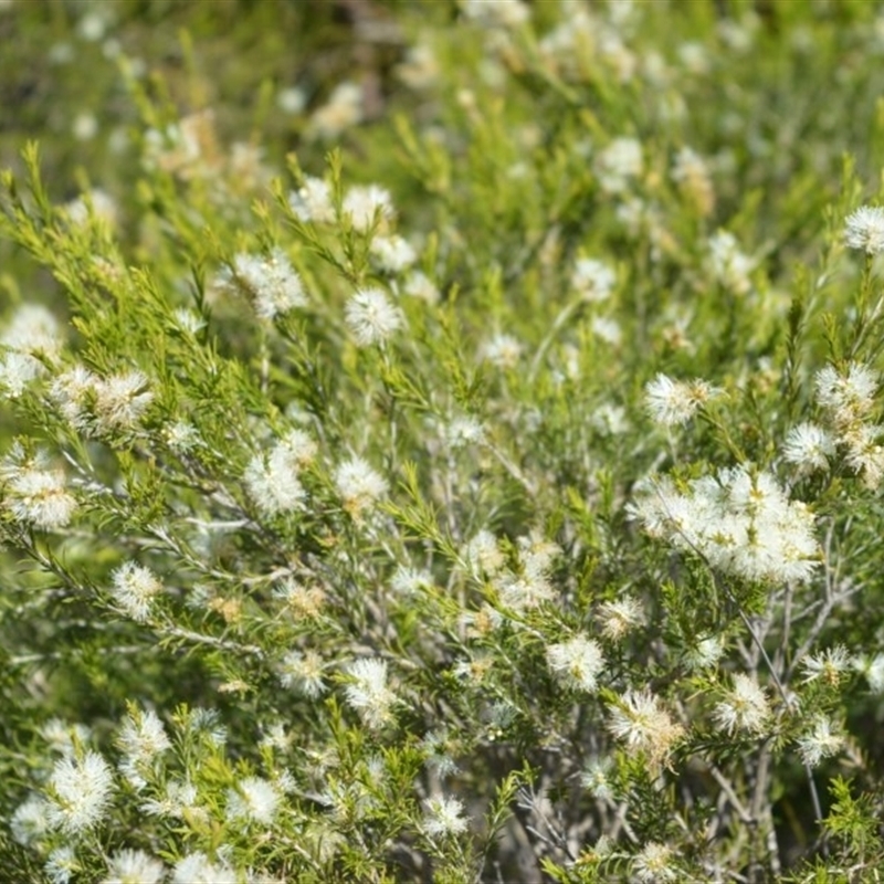 Melaleuca ericifolia