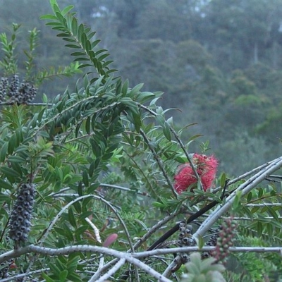 Melaleuca hypericifolia