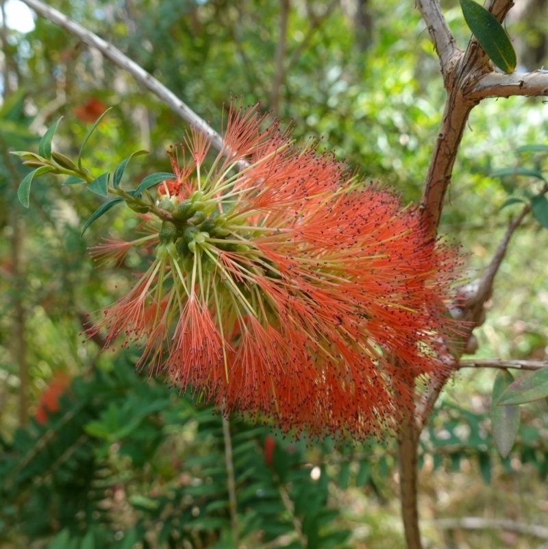 Melaleuca hypericifolia