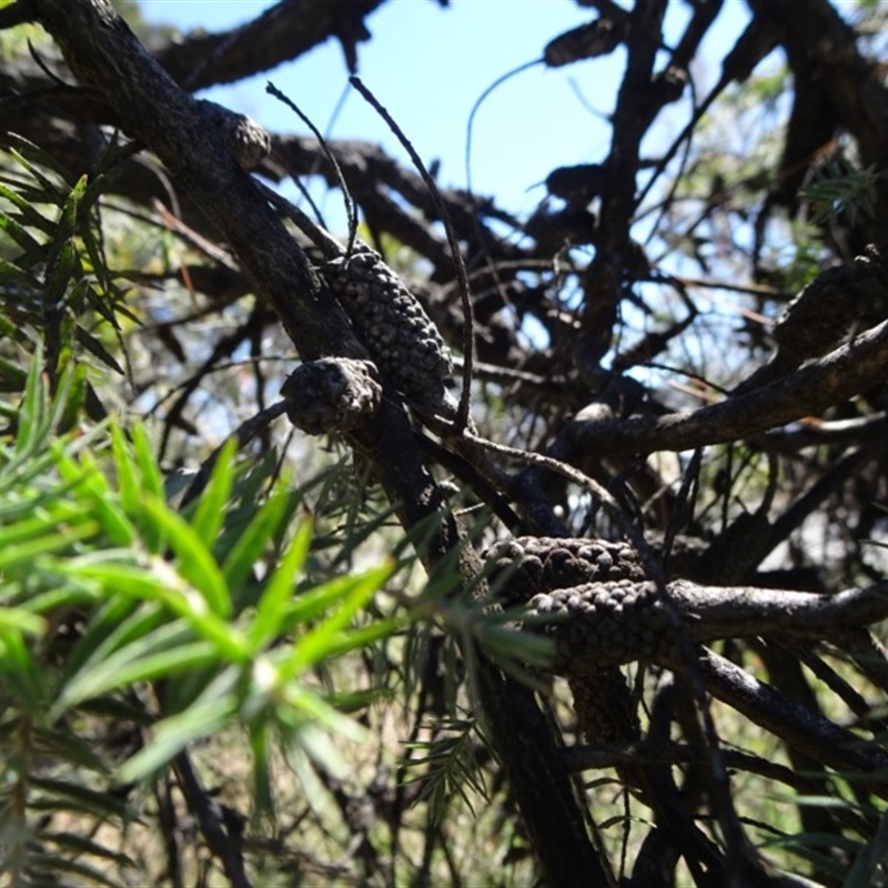 Melaleuca incana