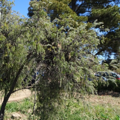 Melaleuca incana