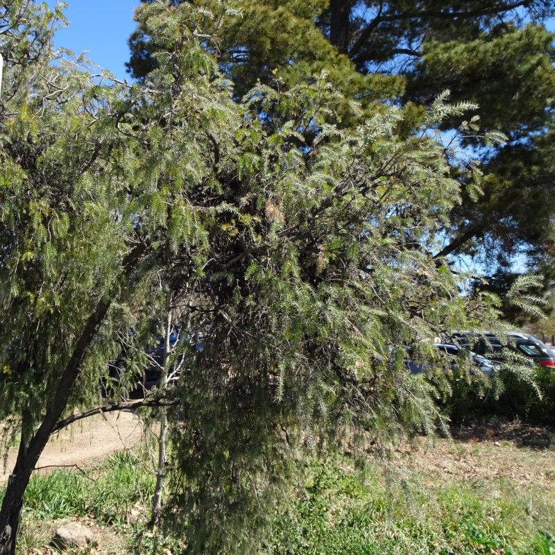 Melaleuca incana