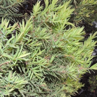 Melaleuca linariifolia