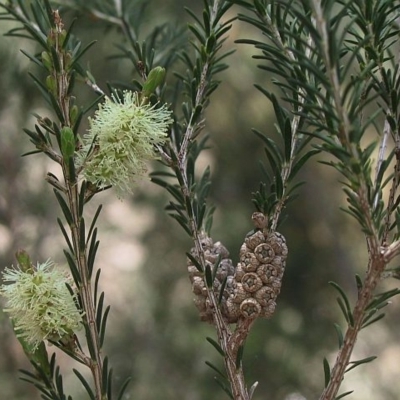 Melaleuca parvistaminea