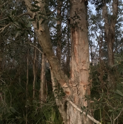 Melaleuca quinquenervia