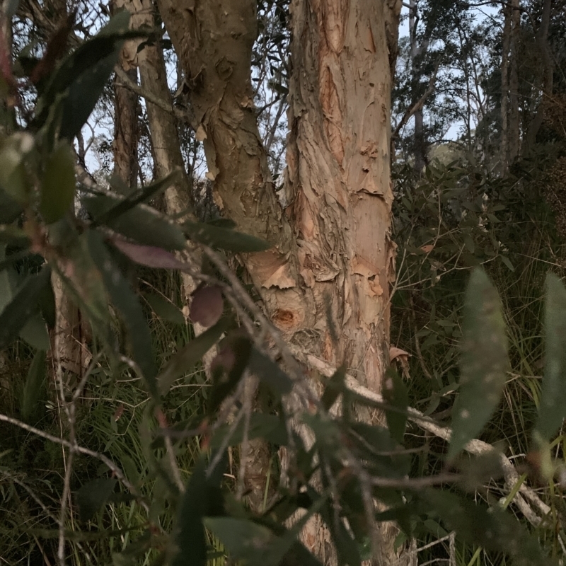 Melaleuca quinquenervia