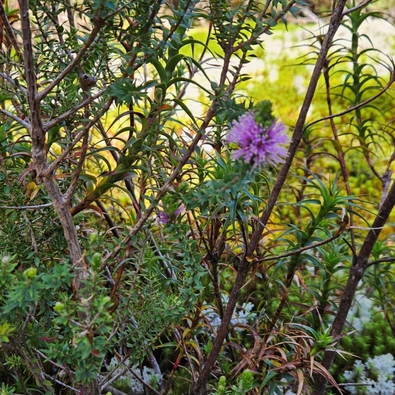 Melaleuca squamea