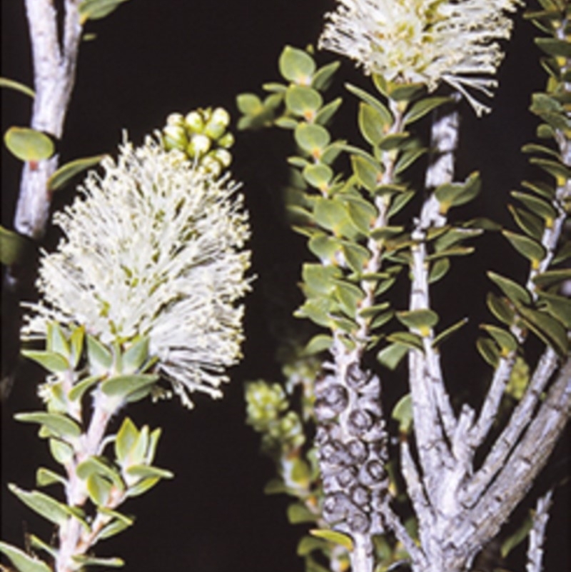 Melaleuca squarrosa