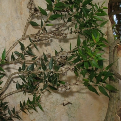 Melaleuca styphelioides