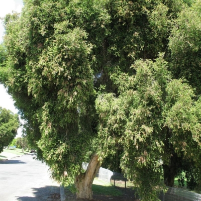 Melaleuca styphelioides