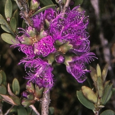 Melaleuca thymifolia