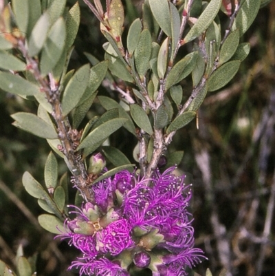 Melaleuca thymifolia