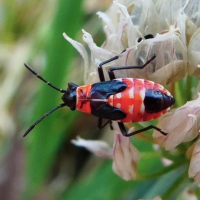 Melanerythrus mactans