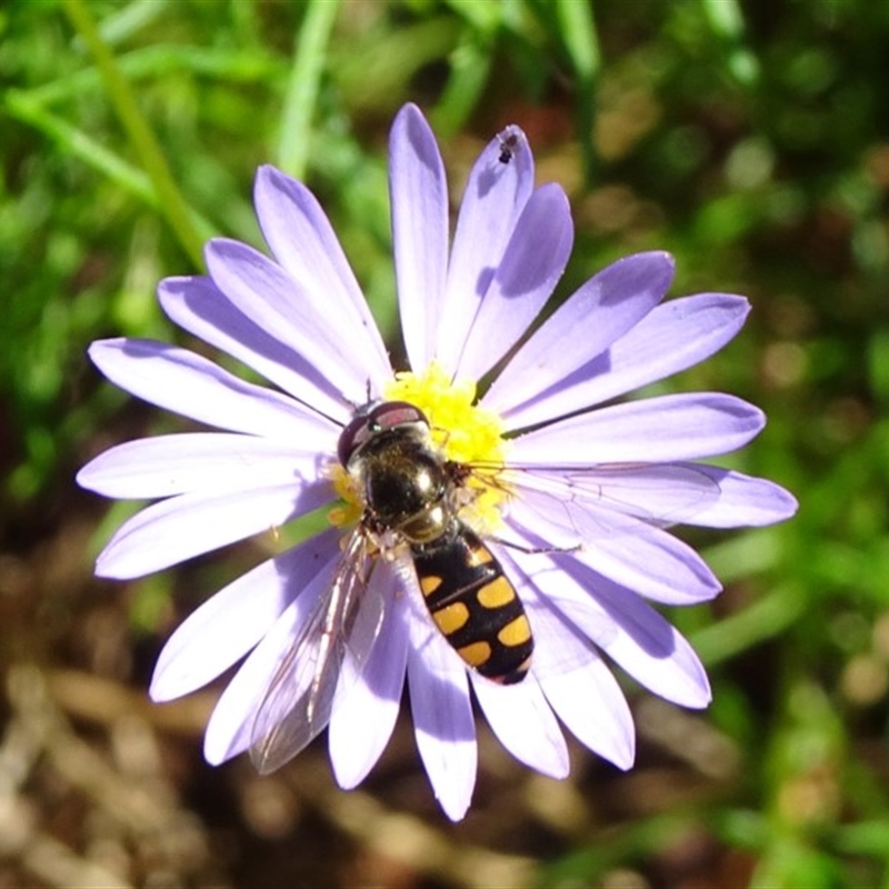 Melangyna sp. (genus)